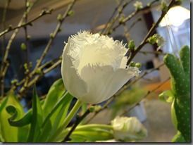 DSCF0040 DSCF0040