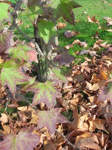 LIQUIDAMBAR_21