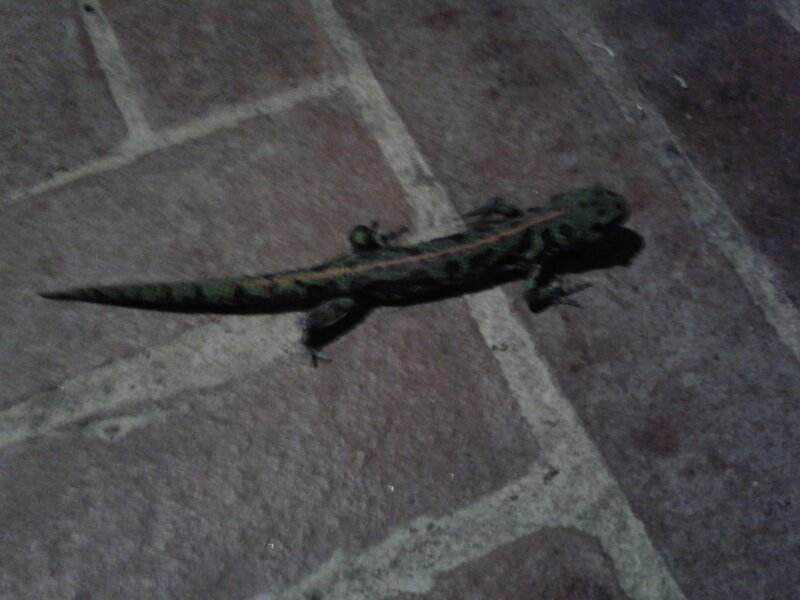 rencontres improbables