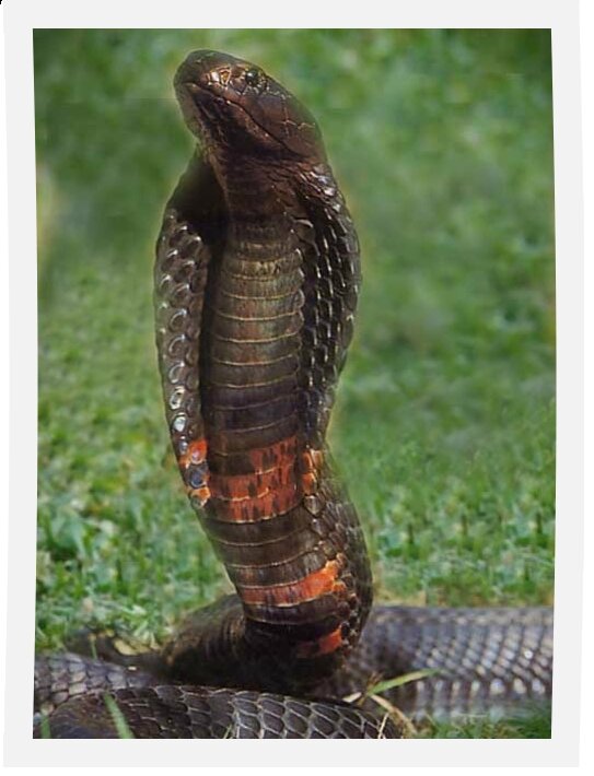 cobra_cracheur_02
