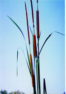 typha_angustifolia