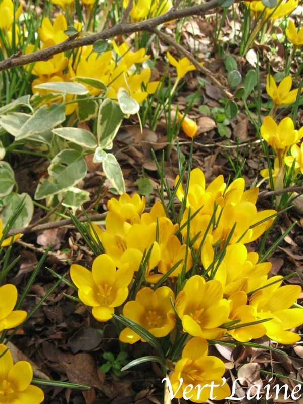 CrocusdeVertlaine