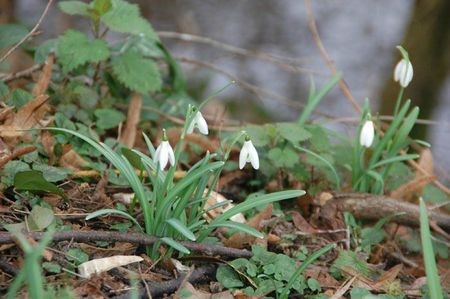 01-03-12 Les perces neige