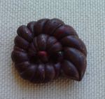 Escargot_marron