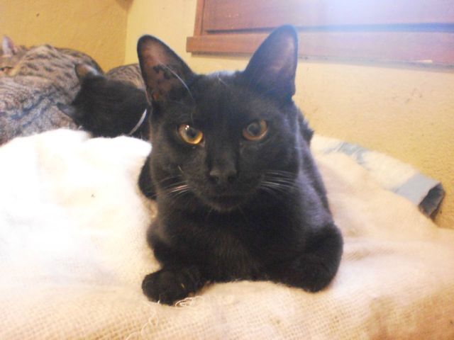 Chat lycos