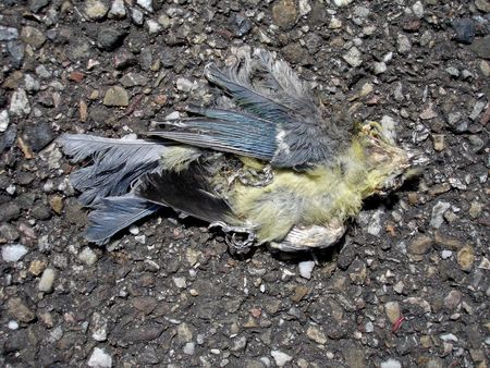 oiseau