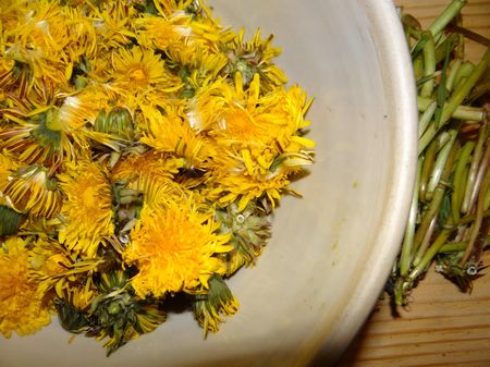 fleurs pissenlits