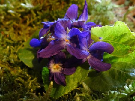 violettes2