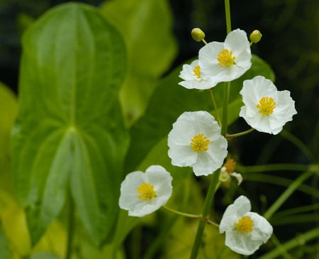 Sagittaria_latifolia