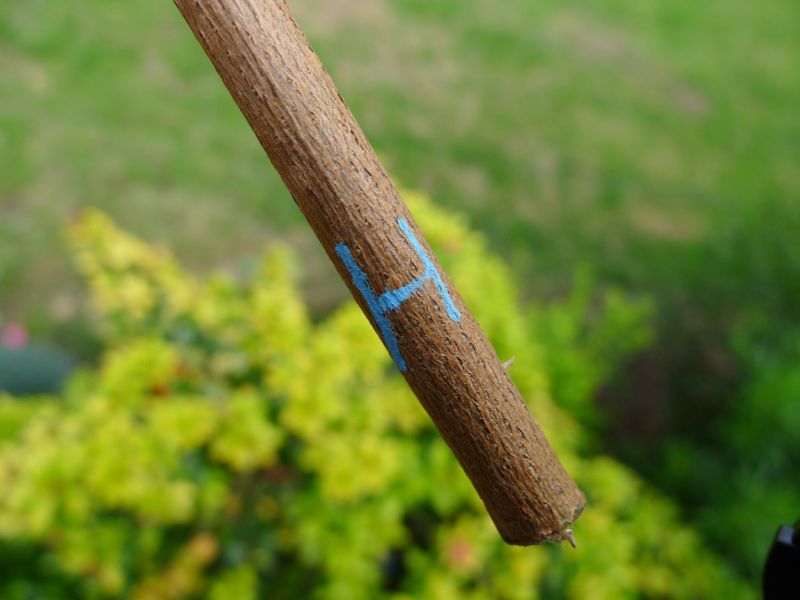 Decorer Chapeau Lunette En Bois Decorer Chapeau Lunette En Bois