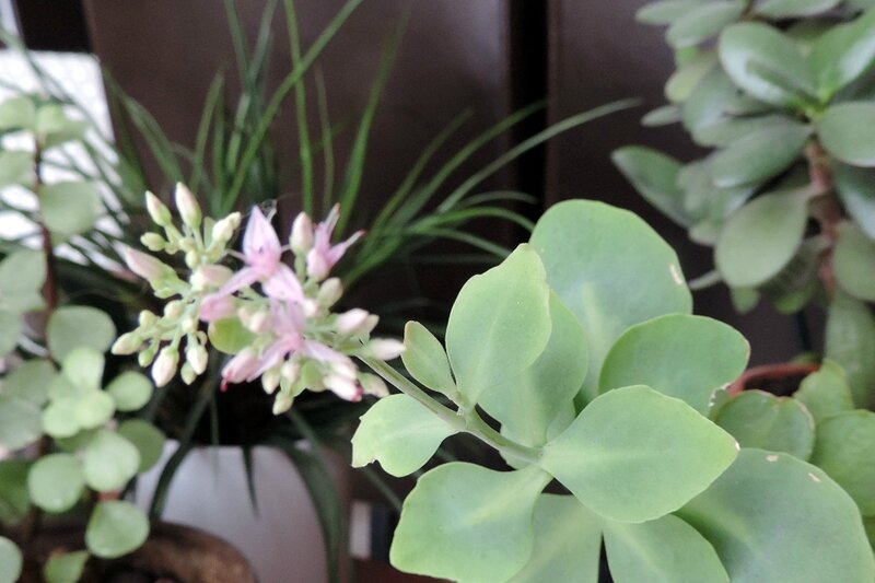 plante grasse qui meurt