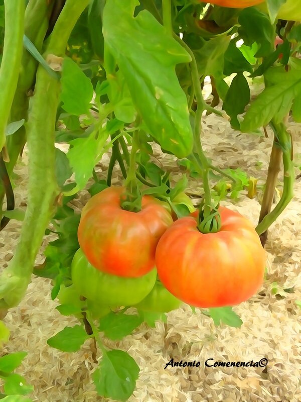 Tomate