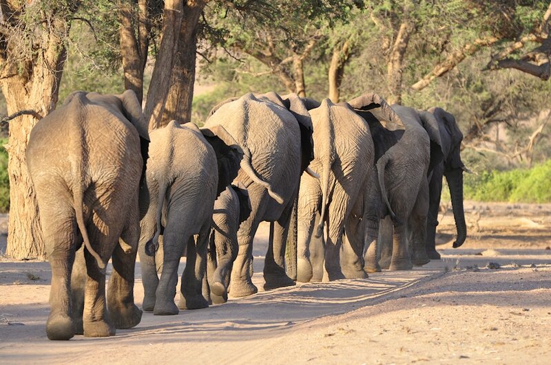 Eléphants du désert, Aba Huab, Namibie