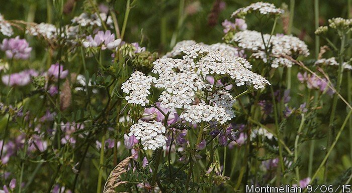Rencontres achillea