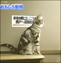 chatSuricat