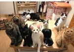 Chats