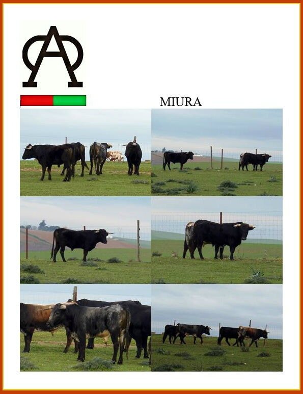 4-miura