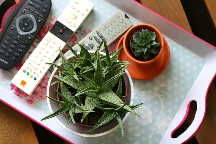 plantes (4)