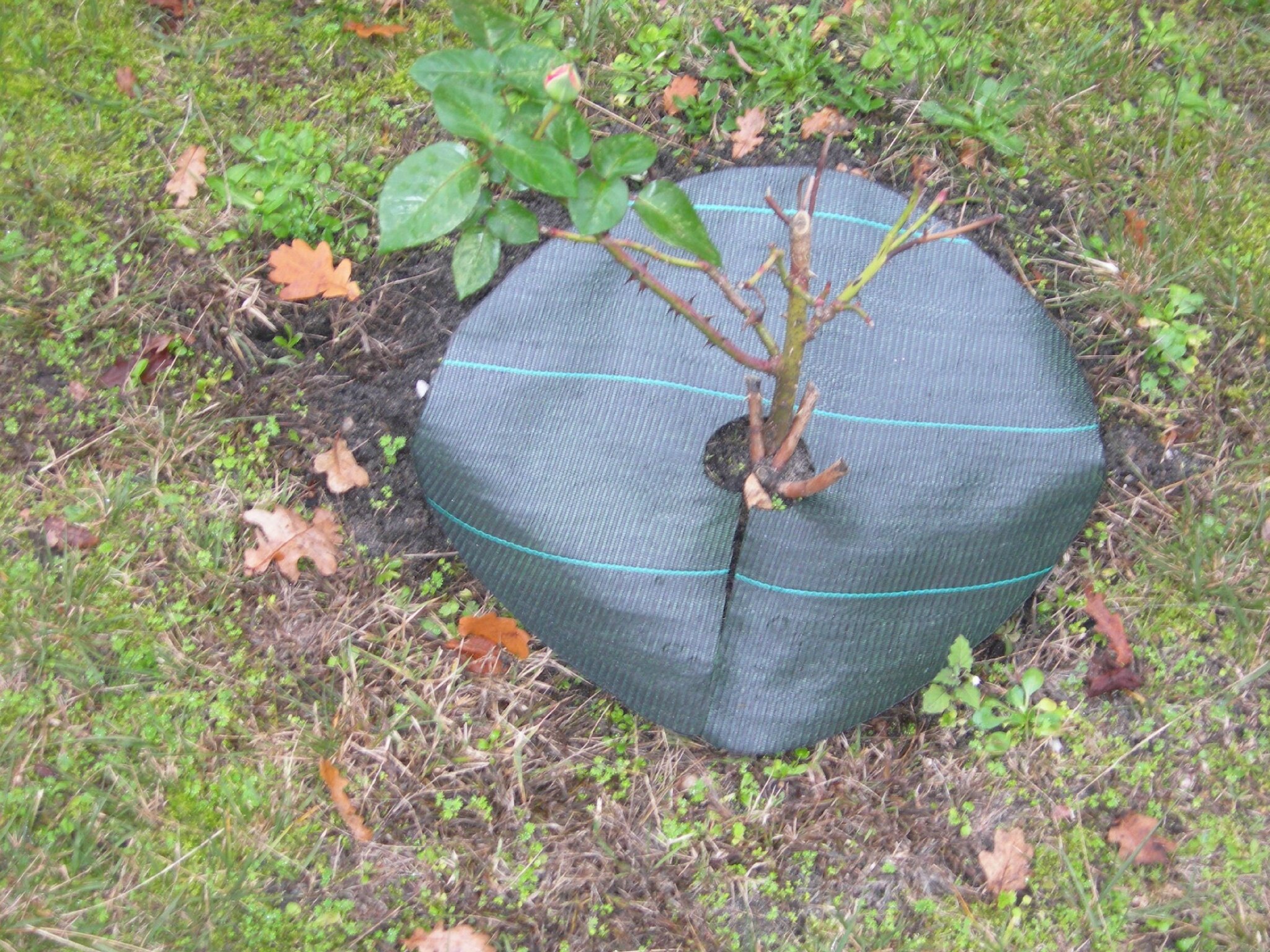 Idée Plantation Jardin el 233 gant toile de paillage renaa conception Idée Plantation Jardin el 233 gant toile de paillage renaa conception