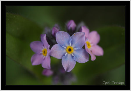 2010_05_18_Fleurs_de_myosotis__4_