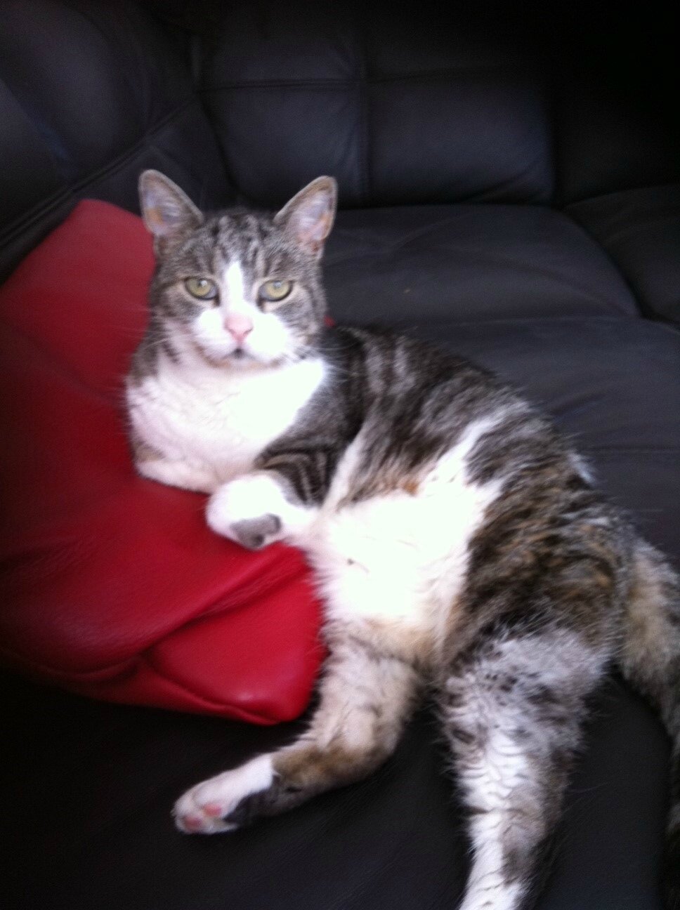Chat lycos