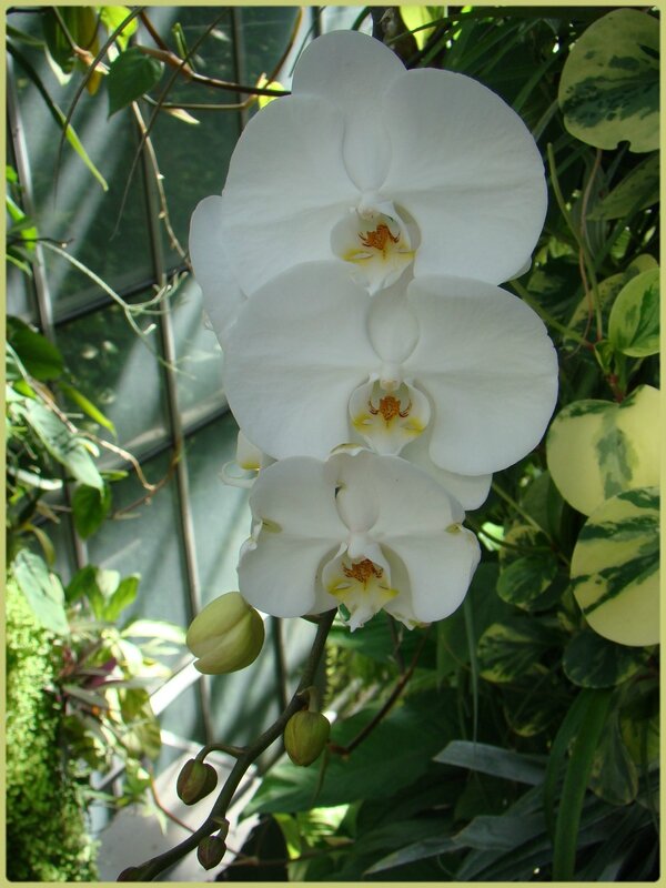 orchid7