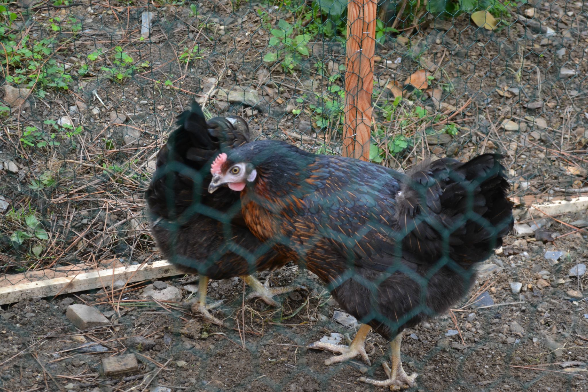 Les Poules