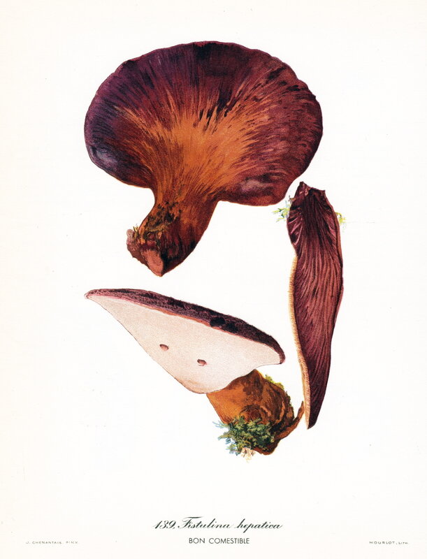 Chenantais_Fistulina hepatica