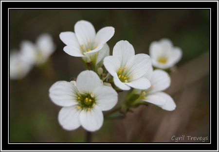 2010_05_18_Fleur_de_saxifrage