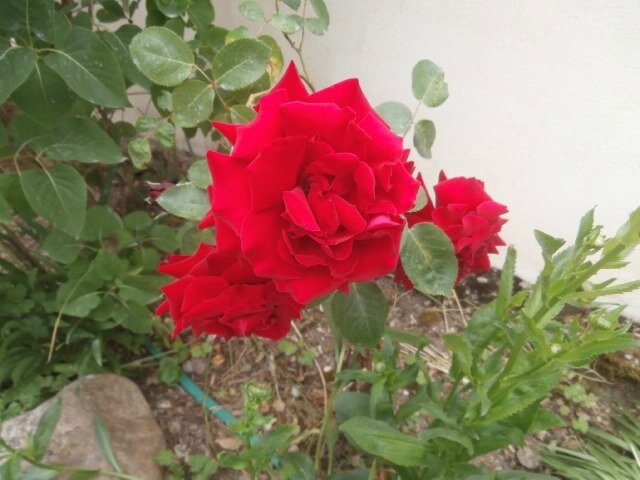 P5030011