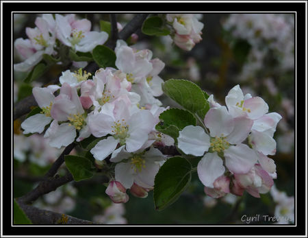 2010_05_23_Fleurs_de_pommier__2_