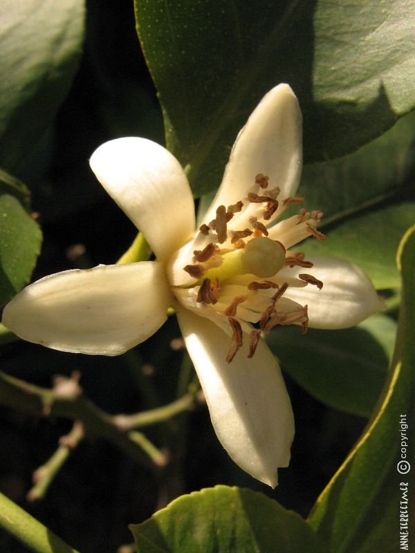 Citronnier Sans Fleurs Ni Fruits La crème d