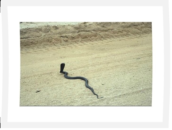 cobra