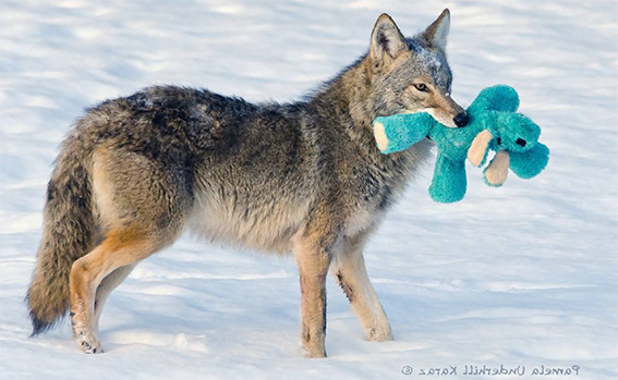 coyote_dog_toy