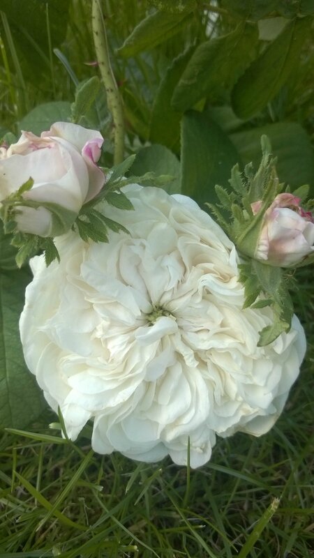 Madame Hardy (Hardy - 1831) 104615426