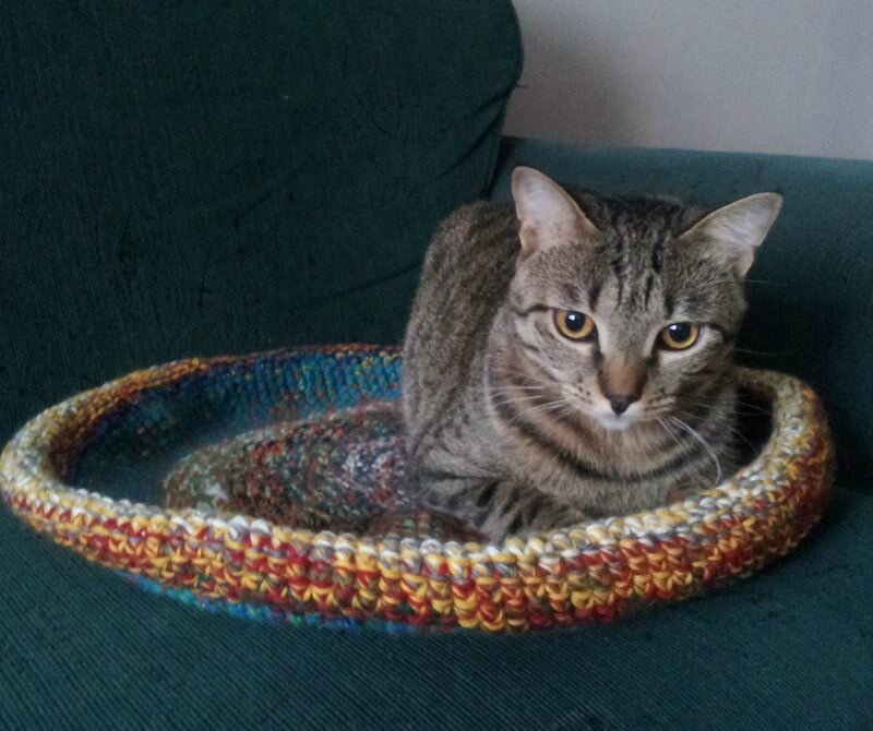 Chat grigny