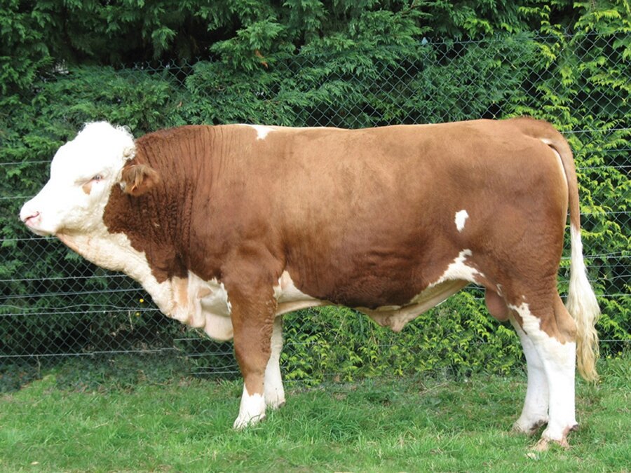 Simmental Française Les Races Bovines Du Mondes 