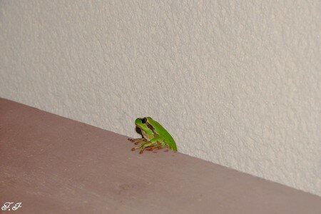 Photo_mante_023
