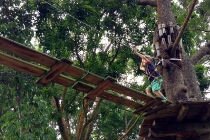 treetop