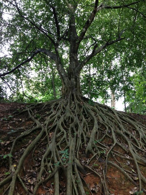 Résultat de recherche d'images pour "arbre racine et branche"
