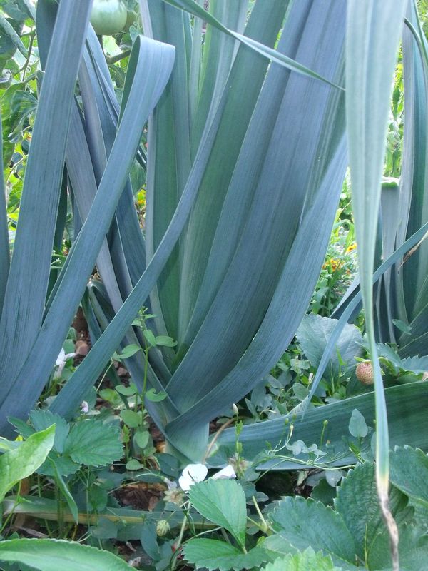 Au Potager - LE JARDIN DE MEMERE HERISSON Au Potager - LE JARDIN DE MEMERE HERISSON