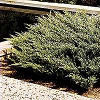 juniperus_horizontalis1