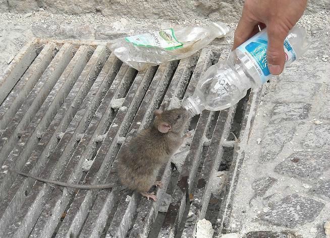 Rencontre personne aimant animaux