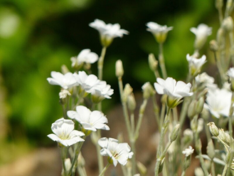 Cerastium tomentosum Yo Yo - Oreille de souris (2)