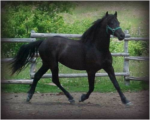 Comment S Appelle Le Cheval Blanc De Zorro Les chevaux, nos amis - Le blog du CDI du collège Paul Langevin à Mitry