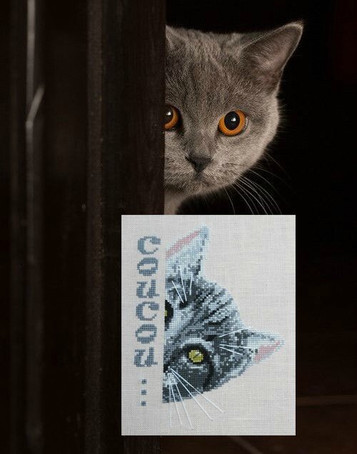coucou le chat 946