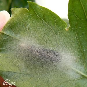 sous_la_feuille_de_l_hibiscus