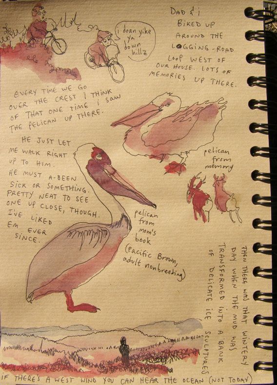pelican