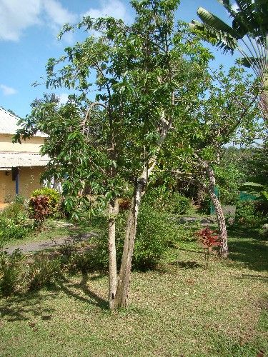 Plantation d'arbre fruitier 58683132