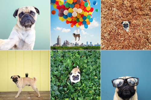 pugshot1